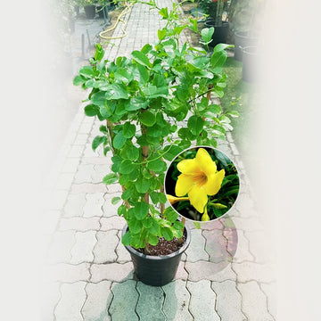 Mandevilla Yellow